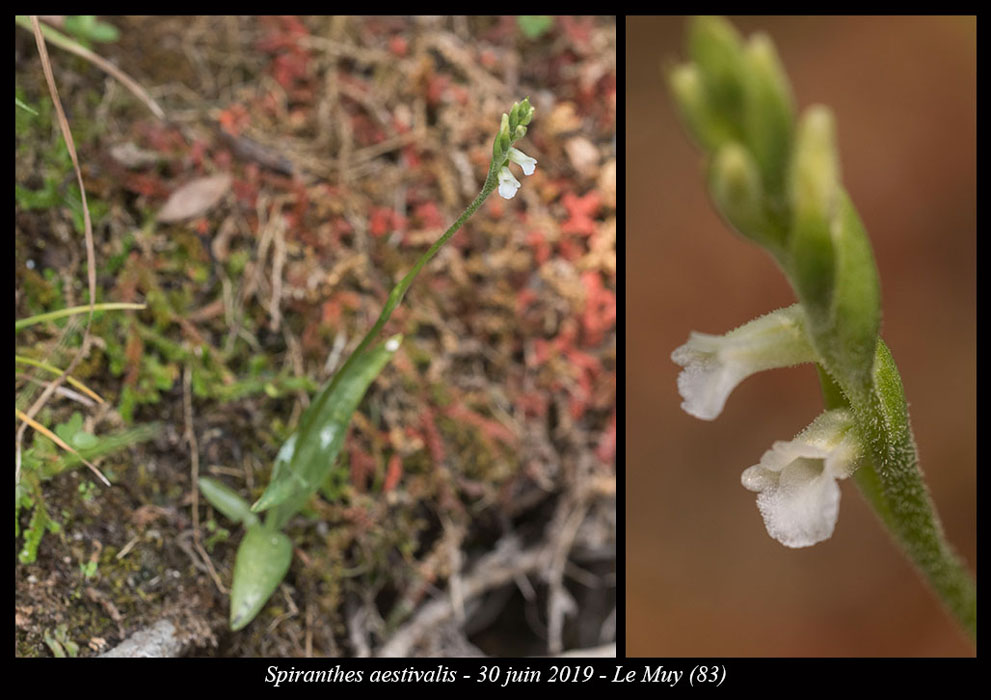 Spiranthes-aestivalis7