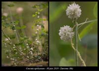 Cuscuta-epithymum3