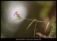 Dianthus-balbisii5