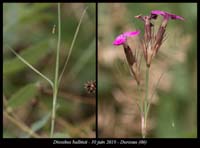 Dianthus-balbisii6