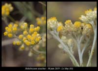 Helichrysum-stoechas2