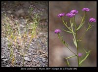 Iberis-umbellata3