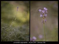 Lavandula-angustifolia2