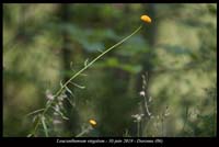 Leucanthemum-virgatum2