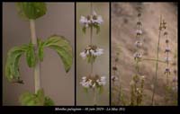 Mentha-pulegium4