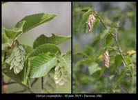 Ostrya-carpinifolia