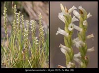 Spiranthes-aestivalis6