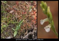 Spiranthes-aestivalis7