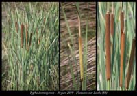 Typha-domingensis