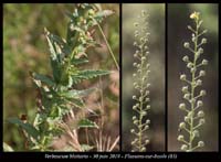 Verbascum-blattaria