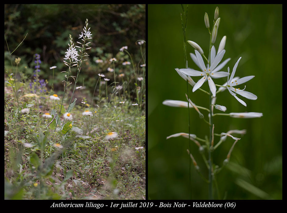 Anthericum-liliago6