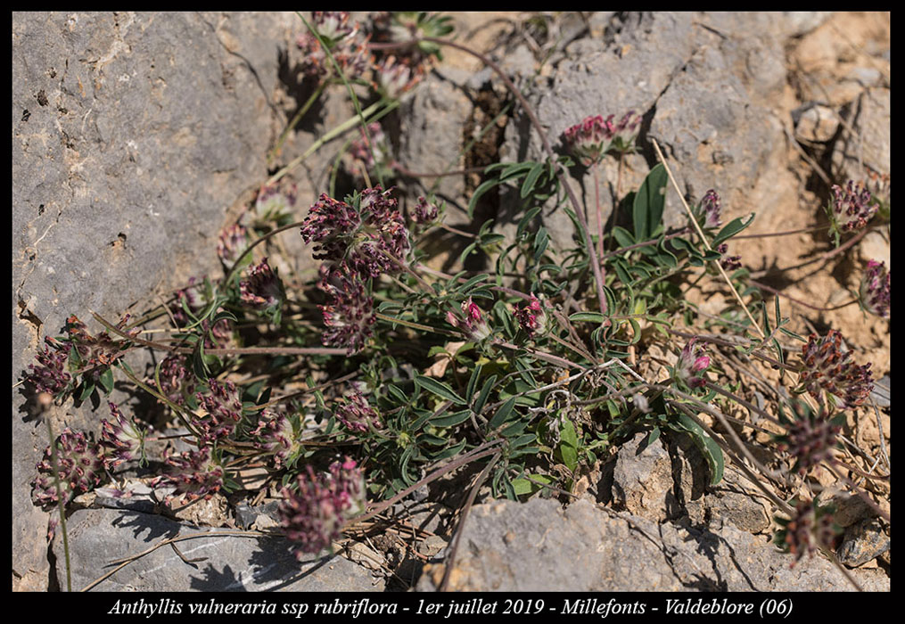 Anthyllis-vulneraria-ssp-rubriflora