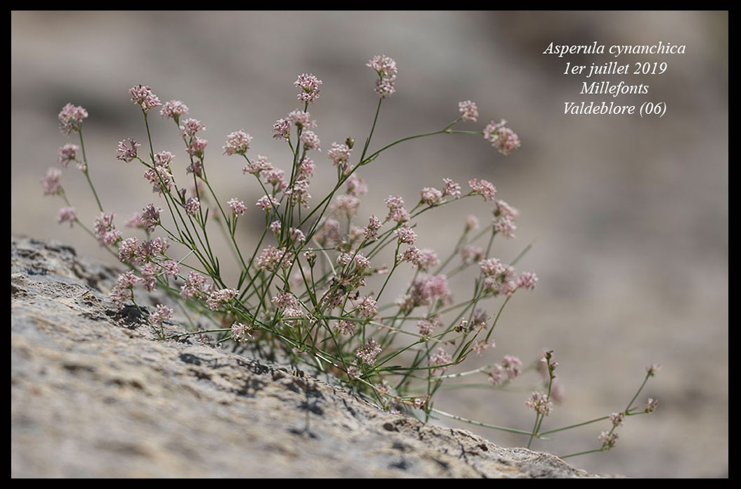 Asperula-cynanchica5