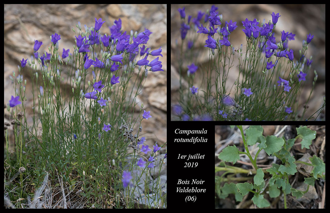 Campanula-rotundifolia6