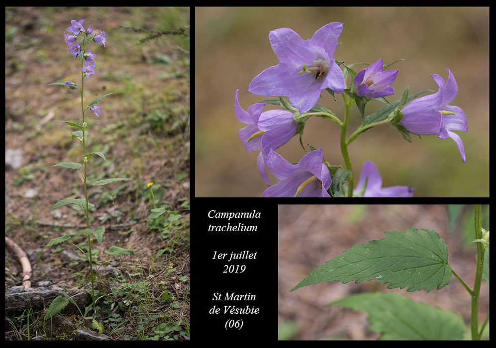 Campanula-trachelium4