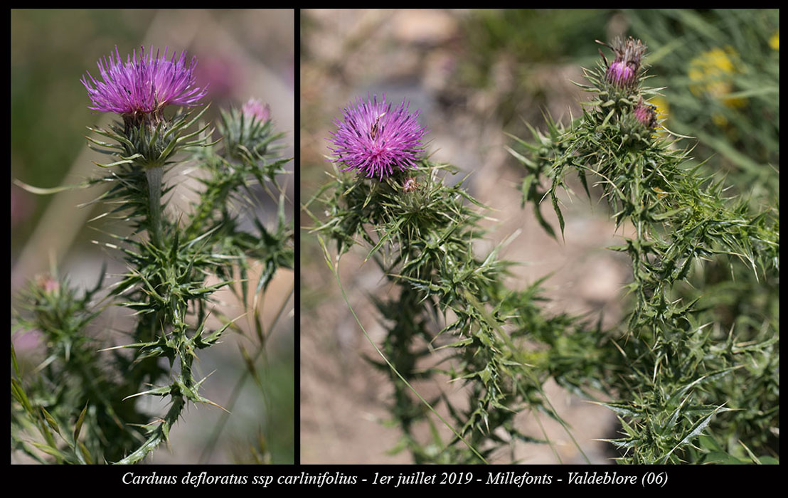 Carduus-defloratus-ssp-carlinifolius3