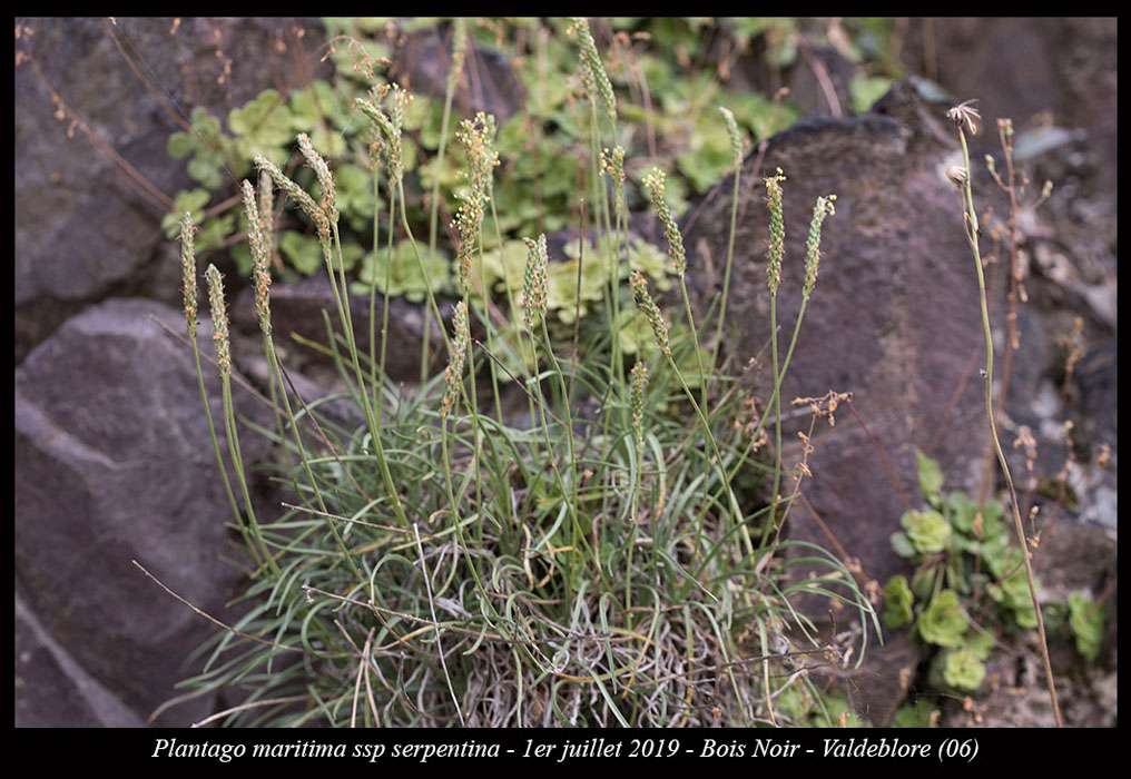 Plantago-maritima-ssp-serpentina5