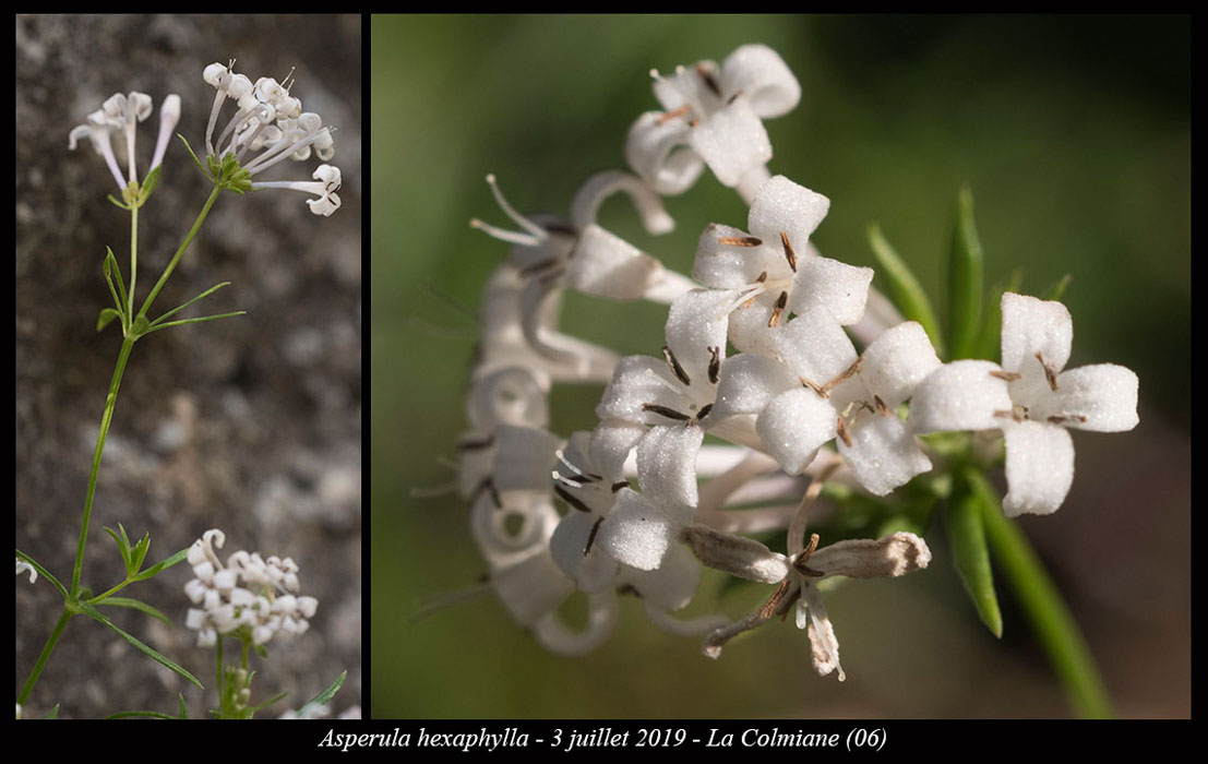 Asperula-hexaphylla2