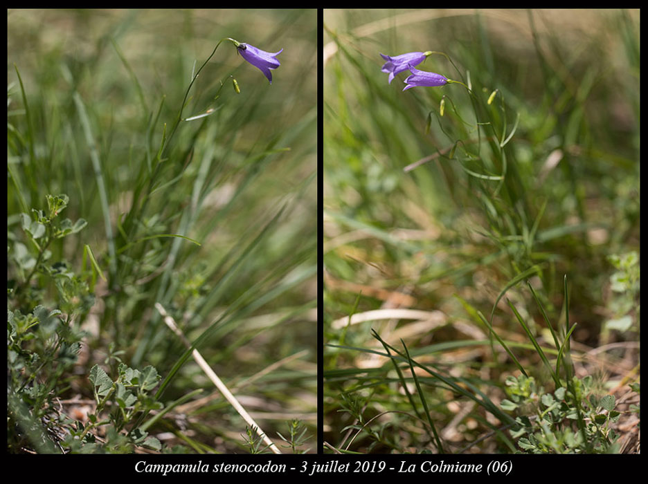 Campanula-stenocodon3