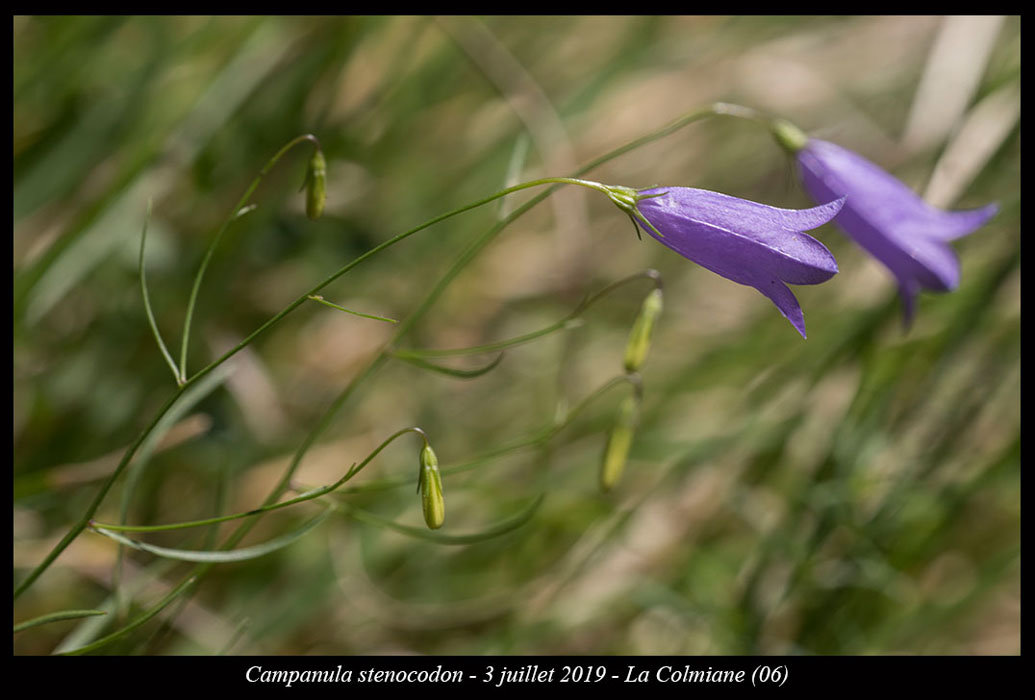 Campanula-stenocodon4