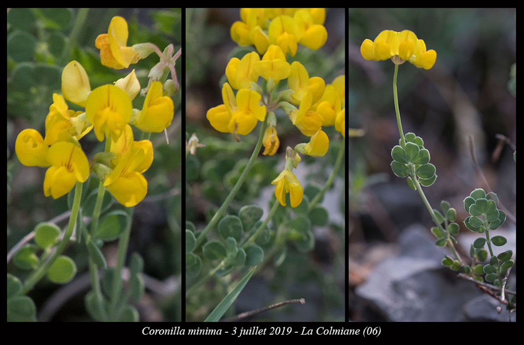 Coronilla-minima2