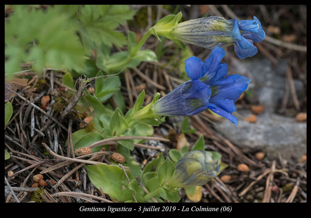 Gentiana-ligustica