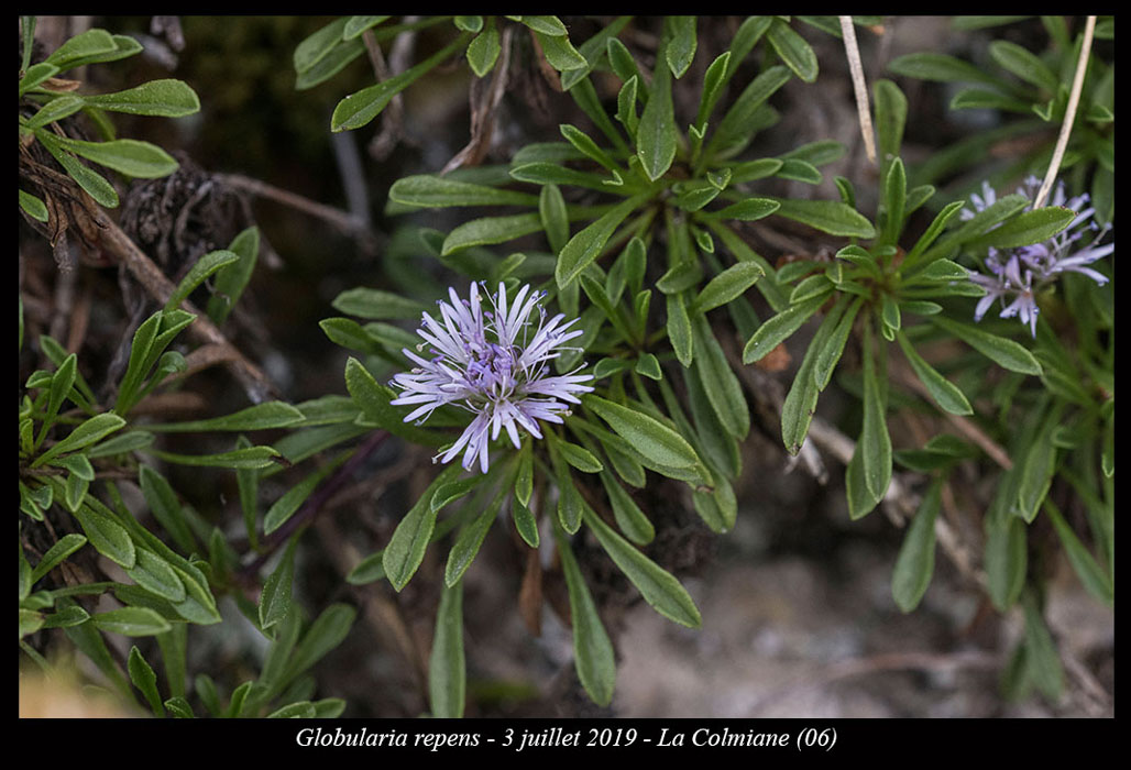 Globularia-repens