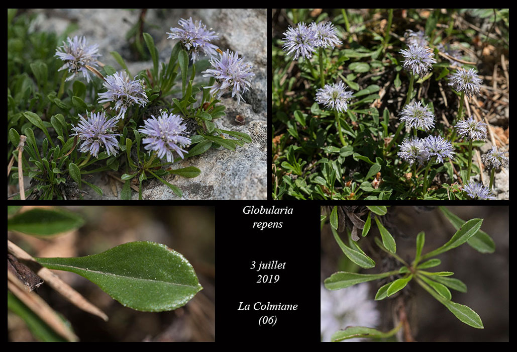 Globularia-repens2