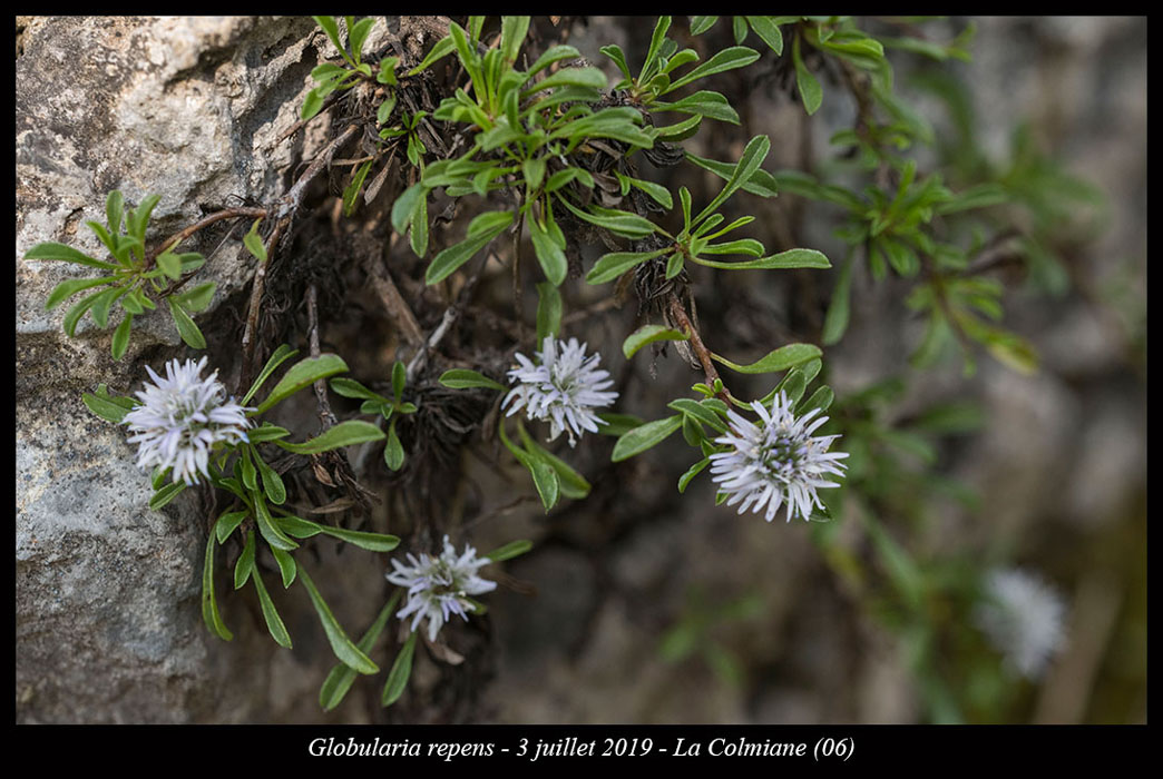 Globularia-repens3