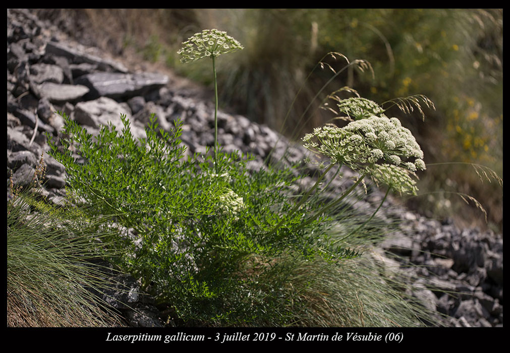 Laserpitium-gallicum7