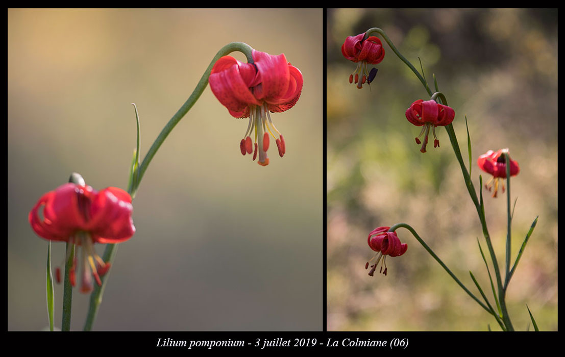 Lilium-pomponium20