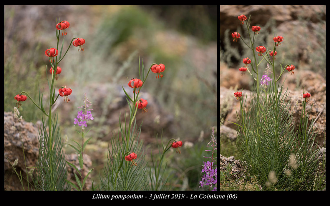 Lilium-pomponium7