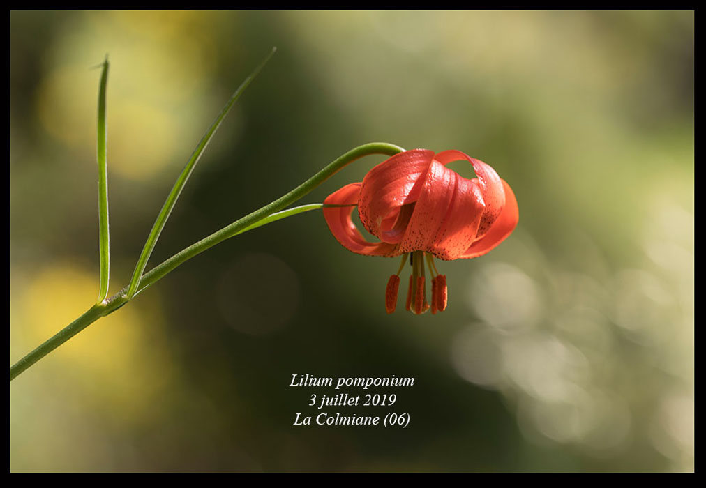 Lilium-pomponium8