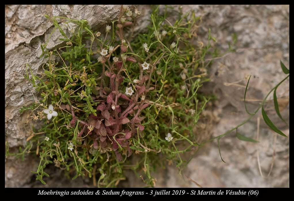 Moehringia-sedoides-&-Sedum-fragrans