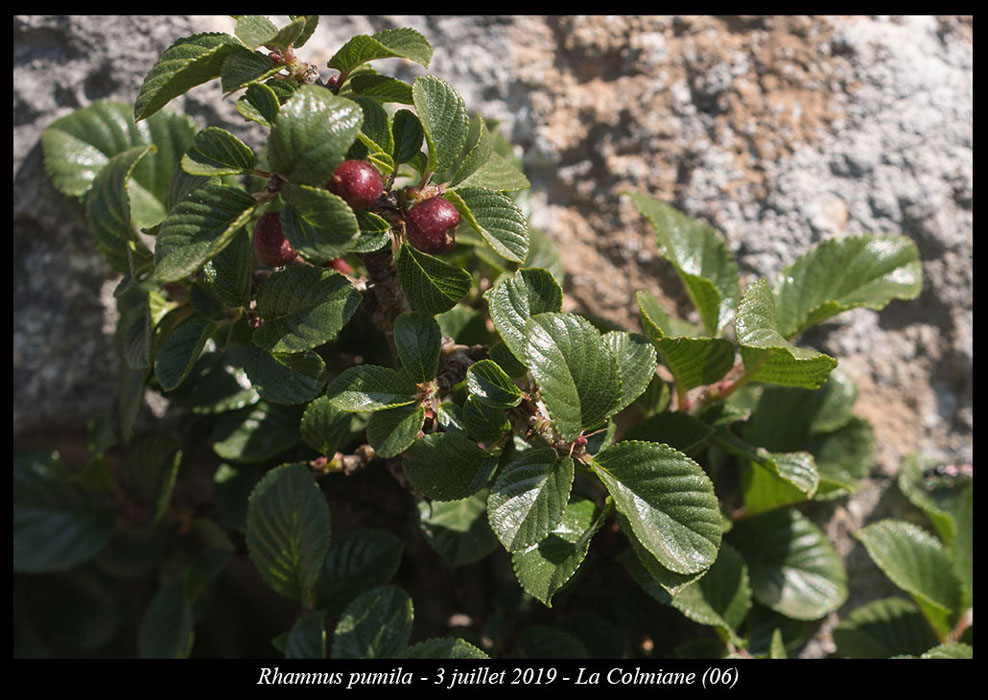 Rhamnus-pumila