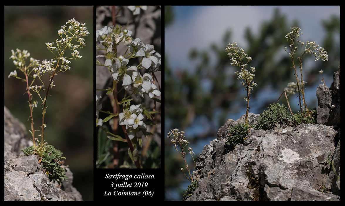 Saxifraga-callosa5