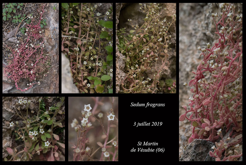 Sedum-fragrans2