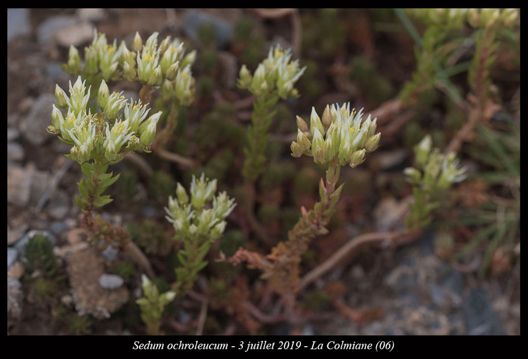 Sedum-ochroleucum2