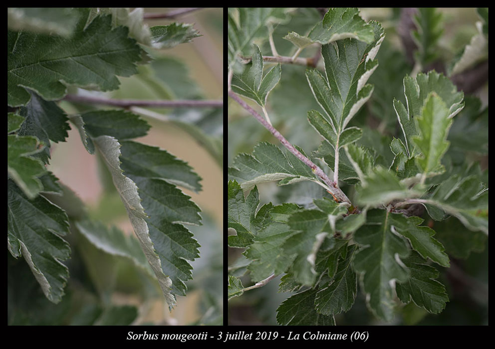 Sorbus-mougeotii2