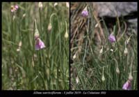 Allium-narcissiflorum6