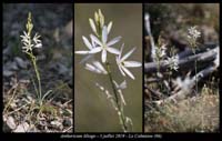 Anthericum-liliago7