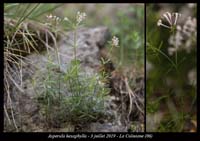 Asperula-hexaphylla3