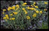 Coronilla-minima