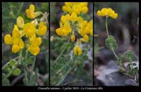 Coronilla-minima2