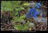 Gentiana-ligustica