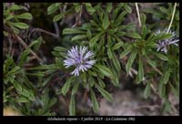 Globularia-repens