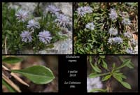 Globularia-repens2