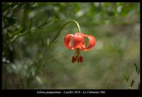 Lilium-pomponium11