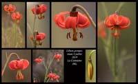 Lilium-pomponium14