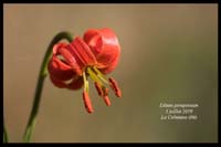 Lilium-pomponium18